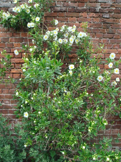 Carpenteria californica